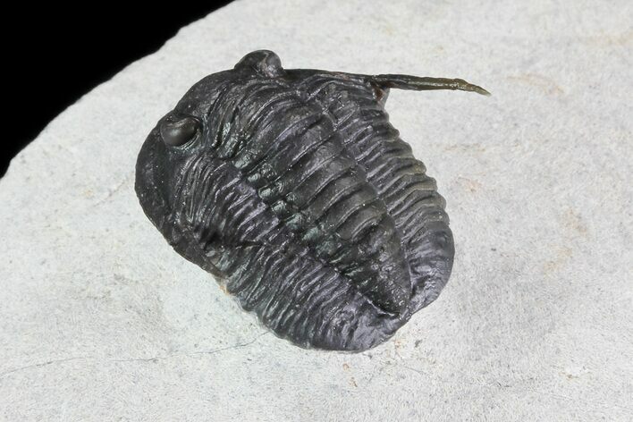 Cornuproetus Trilobite - Fine Preparation #72741